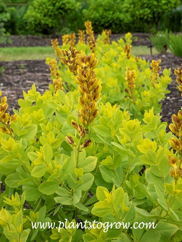 'Blonde' Baptisia